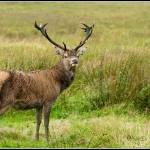 Deer in Highlands Scotland