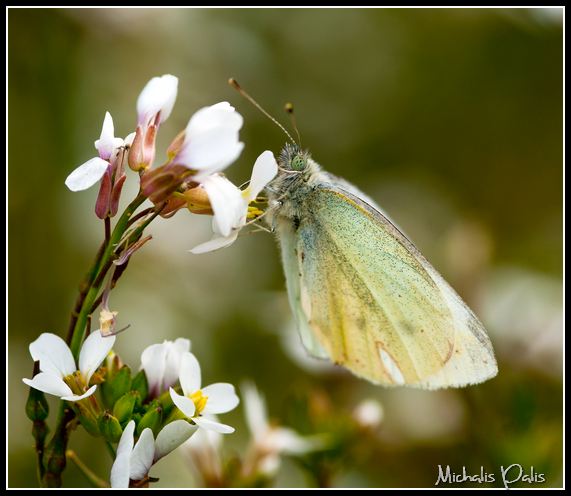 FAU19 - White Butterfly