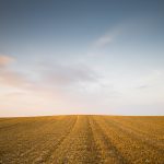 Minimalistic landscape with Meadow wheat field